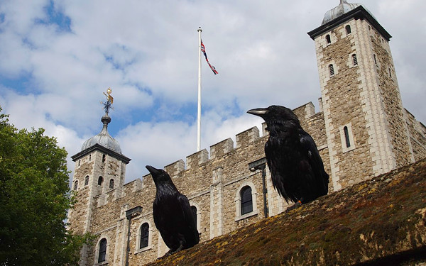 ロンドン塔とカラスの写真