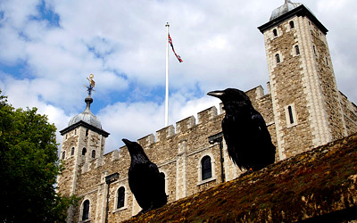 ロンドン塔とカラスの写真