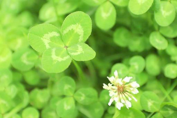 四つ葉のクローバーの写真