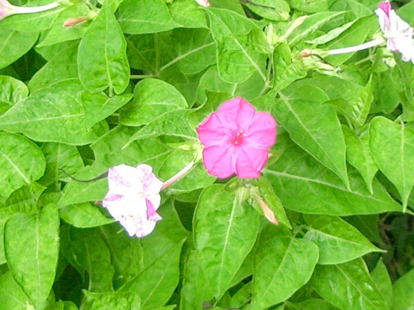 オシロイバナの写真