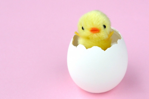 ひよこのイメージイラスト