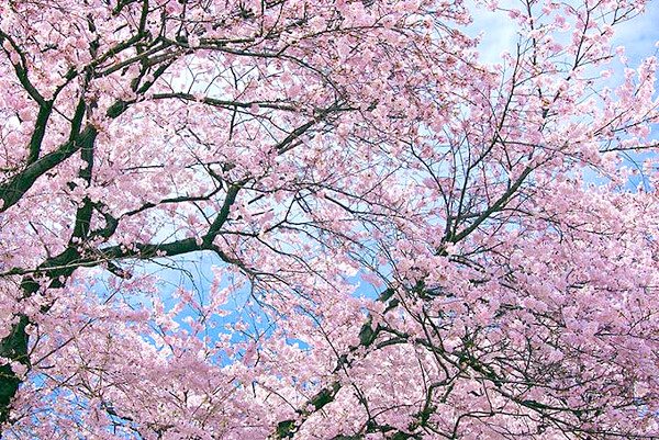 桜の写真