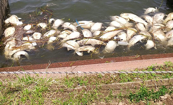利根川に浮いていた魚の写真