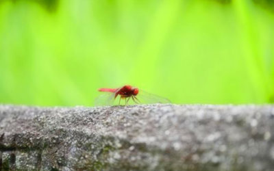 かげろうの写真