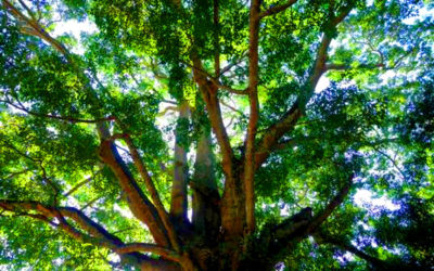 大きな木の写真