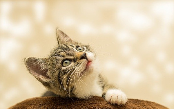子猫の写真