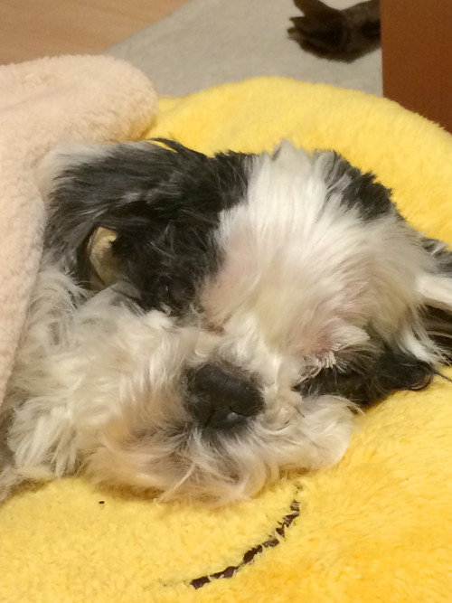 かつらさんの愛犬の写真