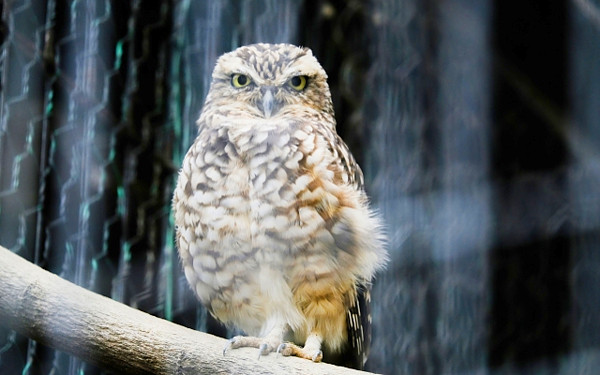 フクロウの写真