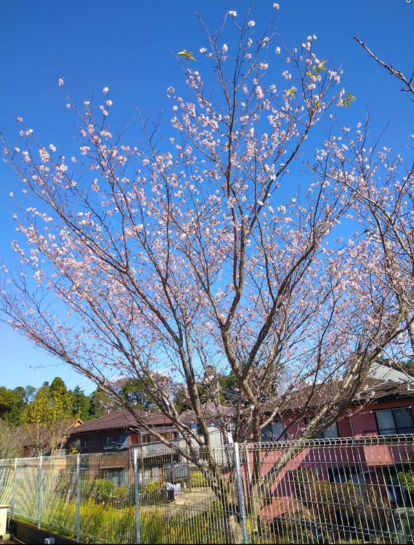桜の写真