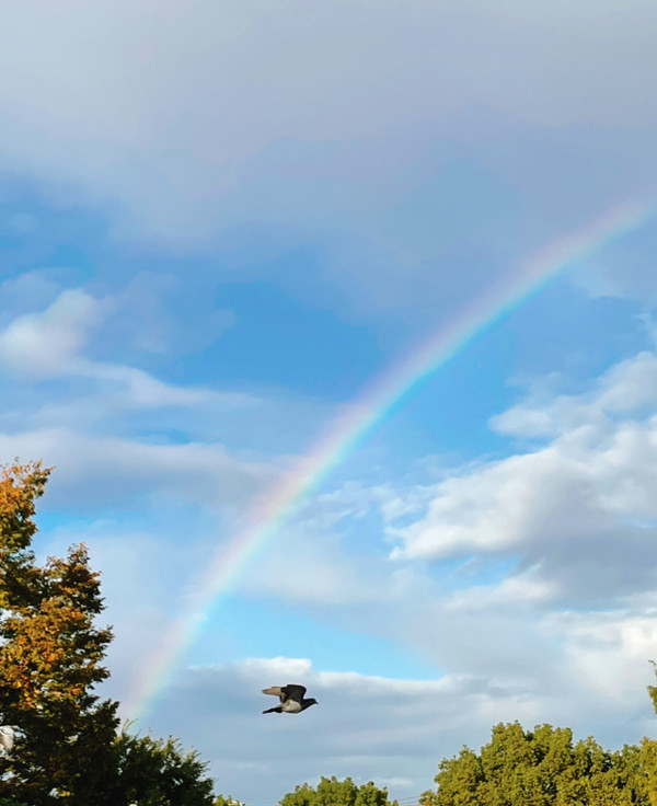ダブルレインボーの写真