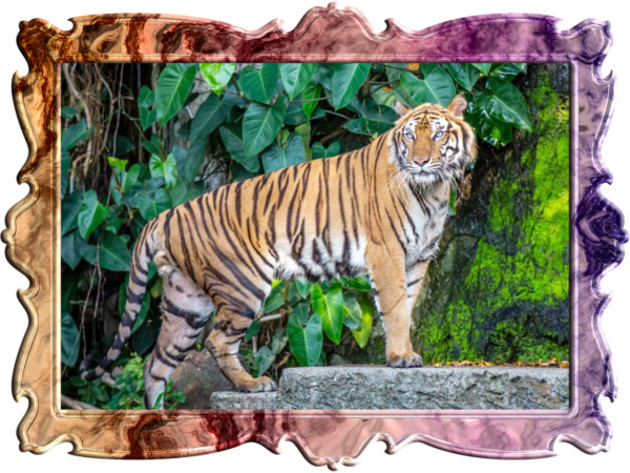 不思探アカデミーの画像