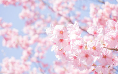 桜の写真