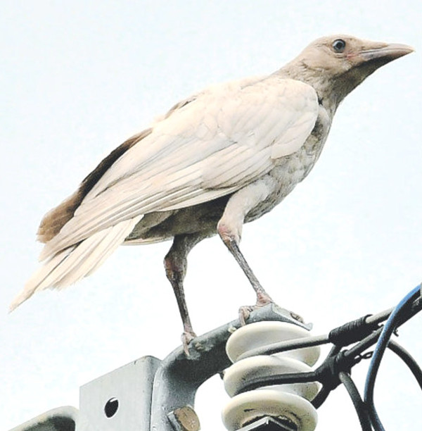 白いカラスの写真