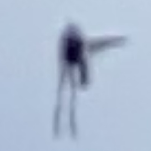 フライング・ヒューマノイドの写真