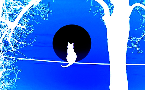 白猫のイメージイラスト