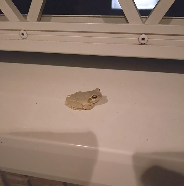 白いカエルの写真