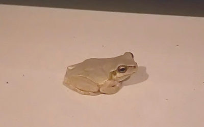 白いカエルの写真