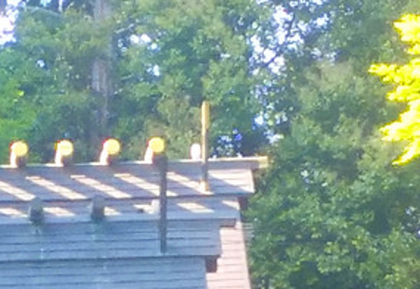 ちいぼんさんからの投稿写真