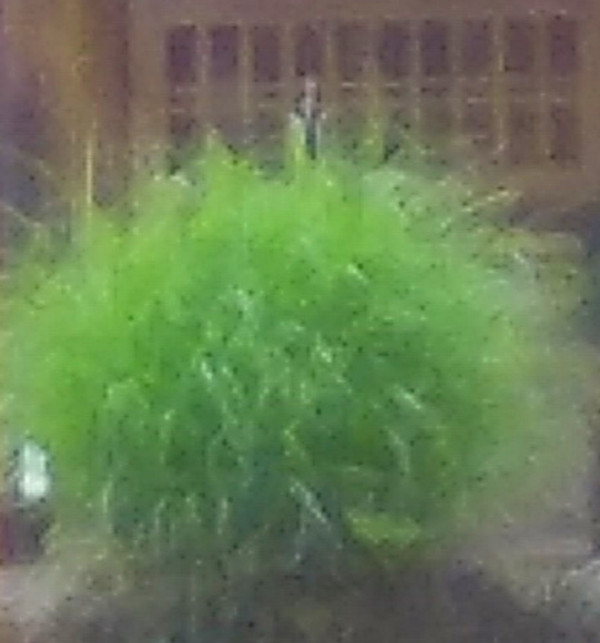 ちいぼんさんからの投稿写真