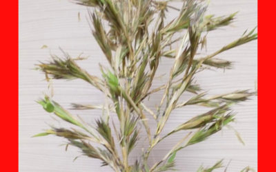 竹の花の投稿写真