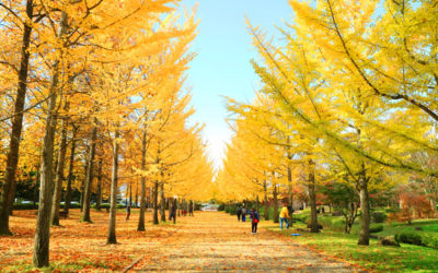 銀杏通りの写真