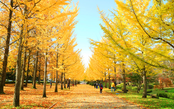銀杏通りの写真