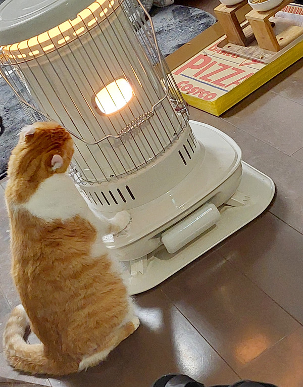 にゃんさんからの投稿写真