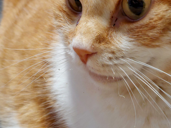 にゃんさんからの投稿写真