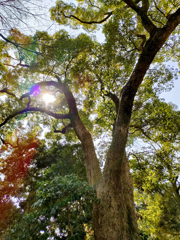 オーブの投稿写真