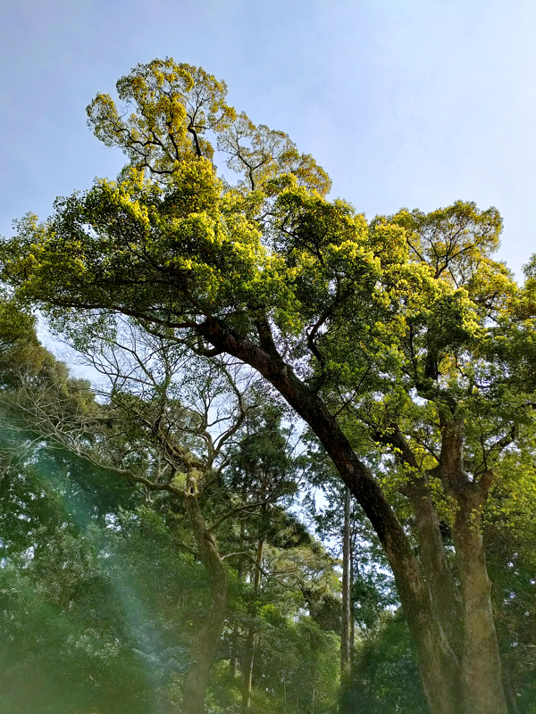 オーブの投稿写真