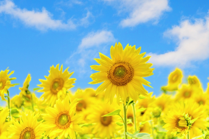 ひまわりの写真