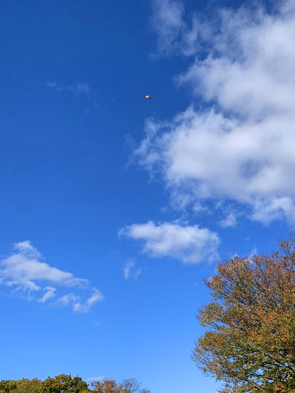 すずさんからの投稿写真