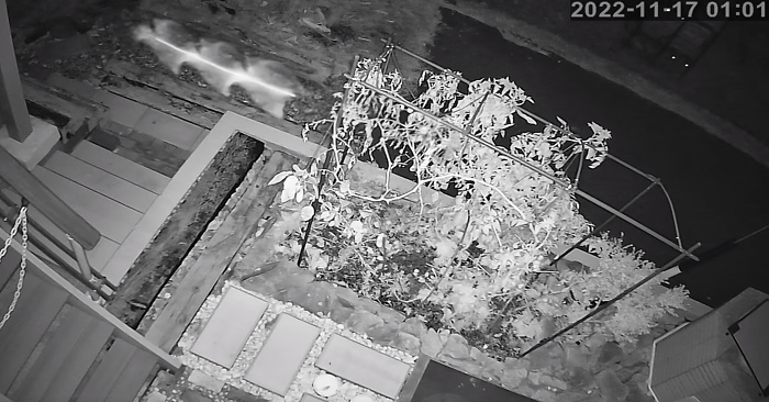 スカイフィッシュの画像