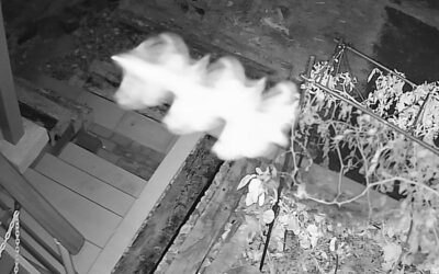 スカイフィッシュの画像