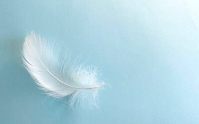 白い羽のイメージ写真