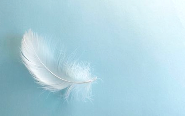 白い羽のイメージ写真