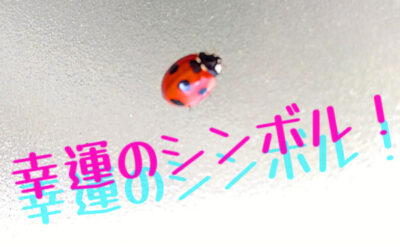 【開運情報局】のてんとう虫写真